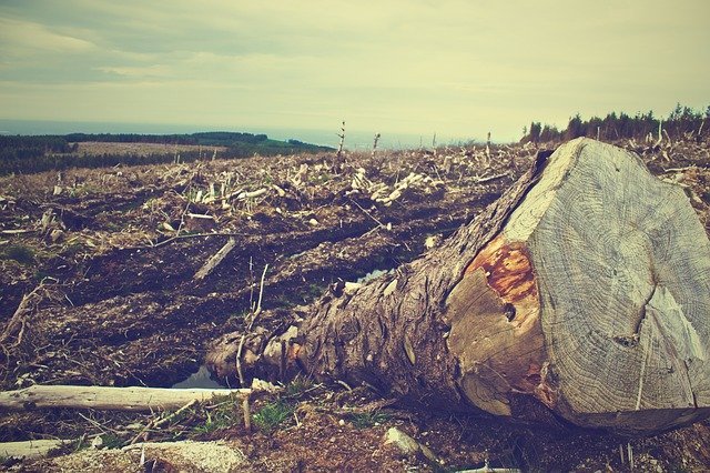 causas de la deforestación